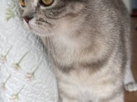 British shorthair dişi 1 yaşında