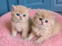 Çok Nadir Mavi Gözlü Golden British Shorthair Yavrular