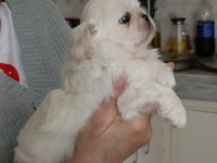 Pekinez yavru köpek dişi ve erkek