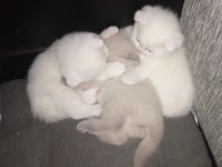 Yavrularımız yeni sahibini arıyor scottish fold