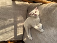 Ücretsiz Sahiplendirme Scottish Fold