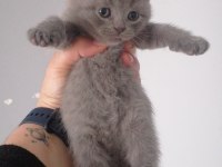 british shorthair