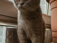 British Shorthair Ücretli Sahiplendirilecektir