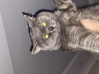 SAĞLIKLI VE ÇOK UYSAL KEDİMİZ KİKO! AÇIKLAMAYI OKUYUN