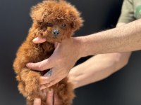 Yasal ruhsatlı çiftlikden ziyarete açık kore toy poodle