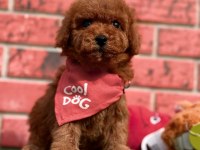 Sevimli Toy Poodle Yavrularımız