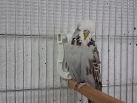 Show jumbo muhabbet kuşları