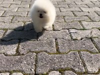 Beyaz Pomeranian Boo (Yok Böyle Tatlısı)