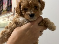 5 Adet Dişi Erkek Poodle