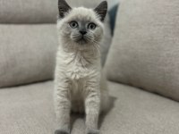Üst düzey british shorthair bebekler