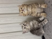 Koca kafalı british shorthair bebeklerim