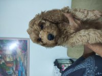 Poodle bebişler yeni yuvasını bekliyorlar