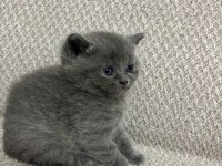 British Shorthair Kedimiz