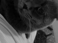 2 yaşında güzel ırk damızlık scottish fold