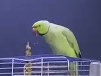 Çift pakistan papağanı