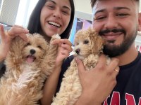Teacup Boy Maltipoo Bebekler