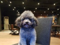Türkiyedeki Tek Gerçek Safkan Dişi Silver Toy Poodle