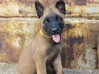 Safkan Malinois