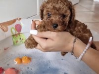 Toy Poodle Kore