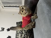 British Longhair Scottish Fold Karışımı