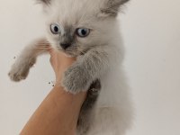 British shorthair bluepoint