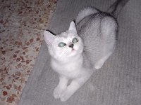 Cana Yakın Oyuncu British Shorthair 2 Aylık Dişi
