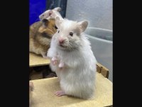 SEVİMLİ HAMSTER ve Tüm aksesuarları ADRESE TESLİM