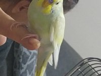 Yavru albino muhabbet kuşu
