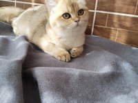Safkan british longhair kızlarım karşınızda