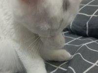 British shorthair kedimize yuva arıyoruz