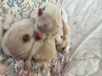 5 erkek pomeranian yavrular