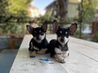 2 Aylık Dişi Minyatür Pinscher Yavrular