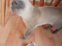 Blue point erkek 7 aylık british longhair