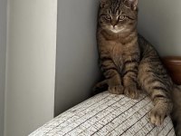 British Shorthair Kedimize Yuva Arıyoruz