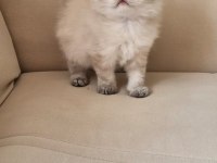 Dişi Ve Erkek Point British Longhair Yavrular