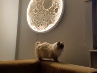Ragdoll Blue Mitted Secereli Dişi