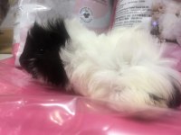 Guineapig bebekler GELMİŞTİR