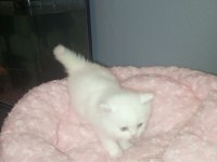 British shorthair albino yavrular