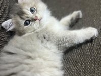 Golden ve Beyaz Uzun Tüylü Kaliteli Cins Yavrularım