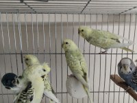 Muhabbet kuşları ister besleyin ister damızlık yapın
