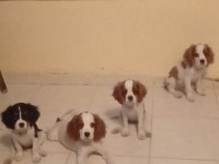 Sağlıklı ırk garantili tatlı King Charles yavruları