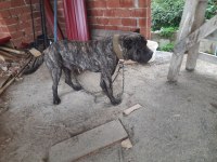 Sahibinden 8 aylık cane corso