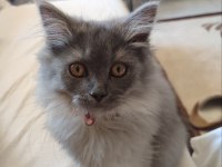3 buçuk aylık dişi bir melek british longhair