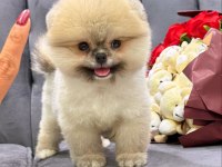 Orjinal Pomeranian Boo