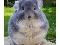 Chinchilla çinçila