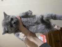 2 aylık british shorthair