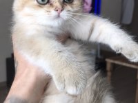 Safkan british shorthair