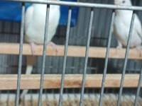 Albino takım muhabbet kuşu beyaz