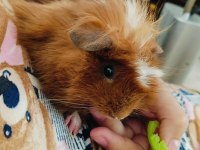 2,5 Aylık Erkek Peru Guinea Pig Bütün Eşyaları İle
