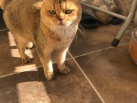 Orjinal safkan golden black british shorthair baskın erkek